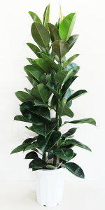 GSmL uX^[st10 yMtgΉiz