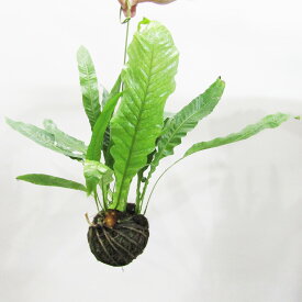 ■観葉植物■アグラオモルファ コロナンスカザリシダ苔玉仕立て吊るし具付き