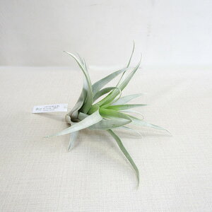 eBWAEGAvc ZN_ rsp Tillandsia secunda vivipara