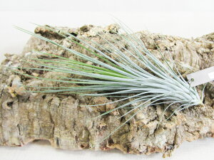 eBWAEGAvc CIi^×tLAi Tillandsia ionantha×funkiana