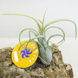 □ティランジア・エアプランツ□ シルシナータ Tillandsia circinata
