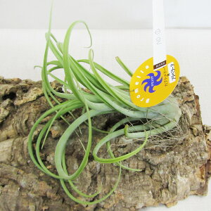 eBWAEGAvc iI@Jvgf[T ×tx[^@No.1