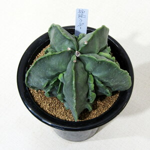 AET{e NEWIi̔ T{e AXgtBc |[ 4A