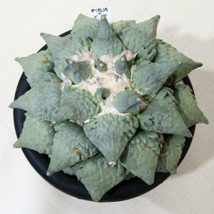 AET{e NEWIi̔ T{e AIJvX {×V10 ڂ~낵 6A