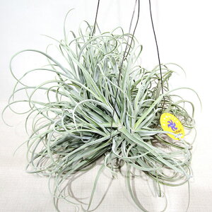 eBWAEGAvciIXgvgJp@RpNgtH[iXXLTCYj