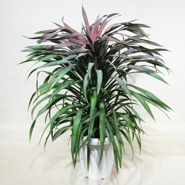 楽天市場】□観葉植物□ ユッカ ディスメキアーナ 7号鉢植え : ペット 