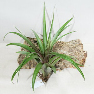 SPECIES NURSERỸ`WA Js^[^ } Tillandsia Capitata 'Marron' ex. RF. i̔