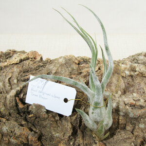 SPECIES NURSERỸ`WA `WA ^C Tillandsia 'Ty' ex. RF. Paul original clone True Plane i̔q^CNo.1r