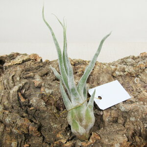 SPECIES NURSERỸ`WA `WA ^C Tillandsia 'Ty' ex. RF. Paul original clone True Plane i̔q^CNo.2r