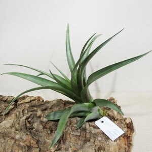 SPECIES NURSERỸ`WA `WA Js^[^ u Tillandsia capitata 'Rubra' ex RF(Milagres,Bahia,Brazil) Type plant