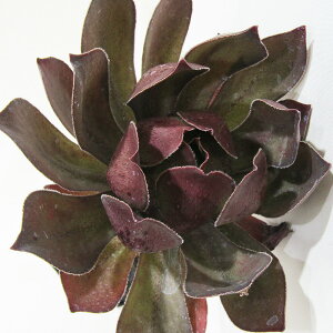 A ēׁIZ|jE ~ZXtXeB[ 4|bgc qAGIjEi@tj×ZyrĚzɂĐ܂ꂽVir