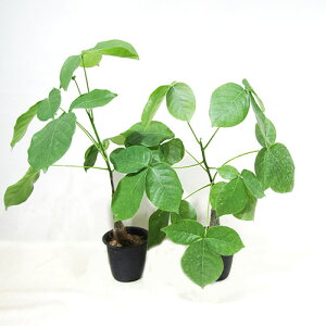 JN^Xc̑A vZEh{obNX Gv`J {obNX 3D5A