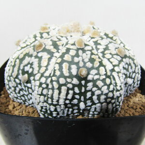 AET{e i̔ T{e AXgtBc X[p[ 3A qX[p[No.3r