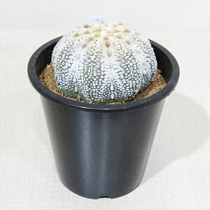 AET{e i̔ T{e AXgtBc ~N 3D5A q~NNo.2r