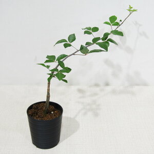 JN^Xc̑A R~tH sp. 5 m[U}_KXJ 2D5A