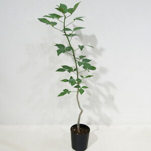 JN^Xc̑A R~tH vgCtHA 2D5A