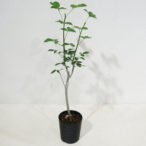 JN^Xc̑A R~tH ~huGfB[ 2D5A