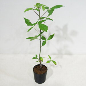 JN^Xc̑A R~tH zgWAi 2D5A