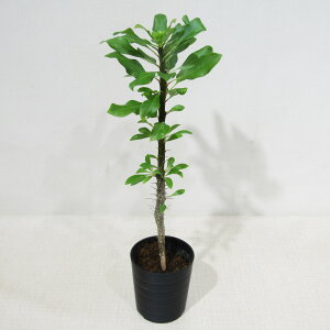 JN^Xc̑A tH[LGA sp. 2D5A