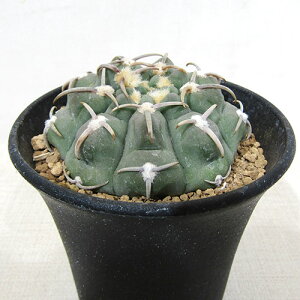 ■多肉植物・サボテン■NEW!現品販売 サボテン ギムノカリキウム バッテリー NO.23号鉢植え