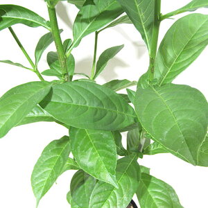 □観葉植物□コーデックス バオバブの木 アダンソニア ディキタータ adansonia digitata4号鉢植え