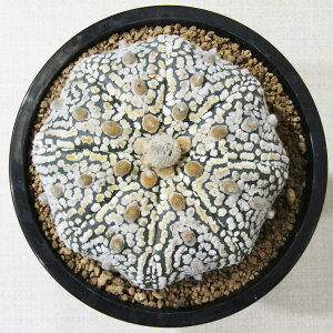 AET{e i̔ T{e AXgtBc X[p[ 3D5A qX[p[No.10r