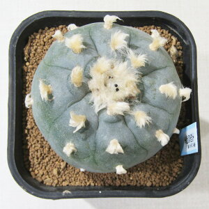 AET{e i̔ T{e zz ^GH 3D5A q^GHNo.1r