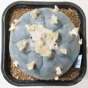 AET{e i̔ T{e zz ^GH 3D5A q^GHNo.2r