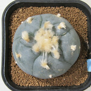 AET{e i̔ T{e zz ^GH 3D5A q^GHNo.3r