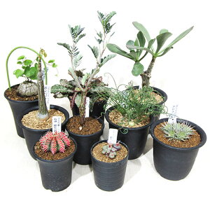 T{eEA̕܁JN^XcT{eEA܂Zbg