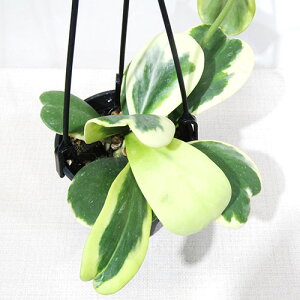 ߓ|̃z@i@z P[@GK[^@Hoya kerrii 'variegata' @3D5݂蔫A@i̔qz P[@GK[^No.1r