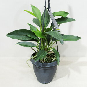 ���ϗt�A���� ����A���X�����[�� �A���X���E�� �X�J���f���X 4���݂蔫�A���i�A�E�g���b�g�j