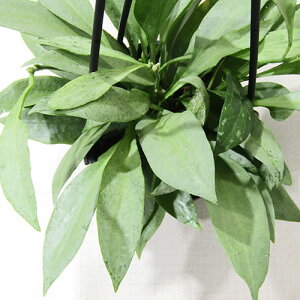 □観葉植物□ 現品販売ホヤ ニューギニアゴースト 3.5号プラ吊り鉢植え 【ニューギニアゴーストNo.1】