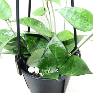 ϗtA zubNGbWhoya parasitica black edge3D5݂蔫