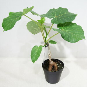 ϗtA i tBJX Au`tHA 3A i̔qAu`tHANo.7r