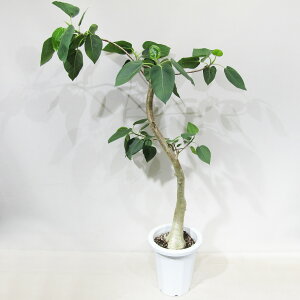 st ϗtA i tBJX p 8A i̔qtBJXpNo.1r