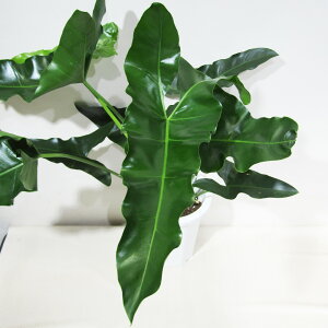 ϗtA i tBfh Xemo Philodendron Stenolobum 6A i̔qXemoNo.2r