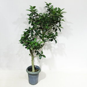 st ϗtA i Y tXS 6A i̔qtXSNo.2r