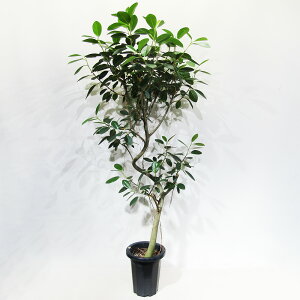 st ϗtA i Y tXS 8A i̔qtXSNo.3r