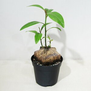 ϗtA o[OgjA AVAeBJ iSomAVj Barringtonia asiatica 5AiV[YItAAEgbgj