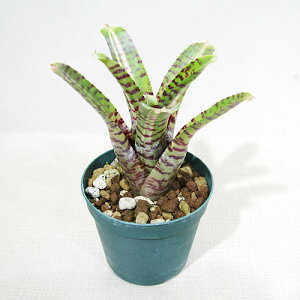 ��SPECIES NURSERY����̃u�������A�� �l�I���Q���A Neoregelia 'Palmates'(C.Skotak/E.) ��10�D5cm�d���|�b�g�A��