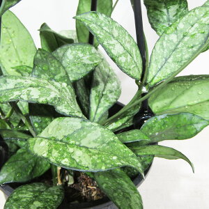 ���ߓ����|����̃z�����@�z�� �N���b�V�y�e�B�I���[�^ �X�v���b�V���@Hoya crassipetiolata 'Splash'�@3.5���݂蔫�A��