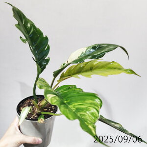 【アウトレット】 □観葉植物□ 現品 フィロデンドロン キャラメルマーブル Philodendron caramel marble 4号鉢植え 現品販売〈キャラメルマーブルNo.1〉