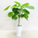 G■観葉植物■【送料無料】ウンベラータ12cm陶器鉢植え【ギフト対応商品】