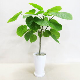G■観葉植物■【送料無料】ウンベラータ12cm陶器鉢植え【ギフト対応商品】