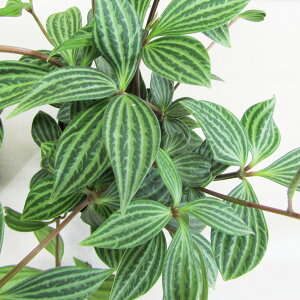 ϗtAyy~A veI[^3`3D5d|bgA