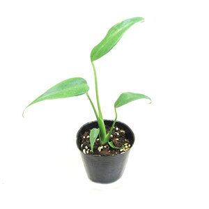 ϗtA Xe o[}[NXt[ 3|bgc