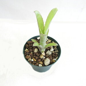 ���u�������A�� ���i�̔��I�@�r���x���M�A�@elegans(Brazil)�@3�D5�����A��