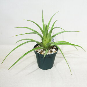 ��SPECIES NURSERY����̃u�������A�� �G�N���A Aechmea recurvata Giant form ��10�D5cm�d���|�b�g�A��
