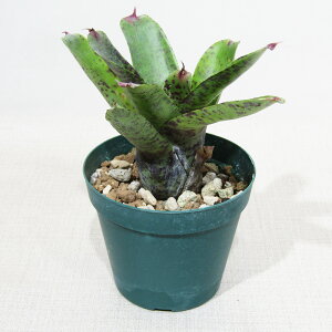 ��SPECIES NURSERY����̃u�������A�� �l�I���Q���A Neoregelia 'Guinea' (Joseph Carrone) ��9cm�d���|�b�g�A��